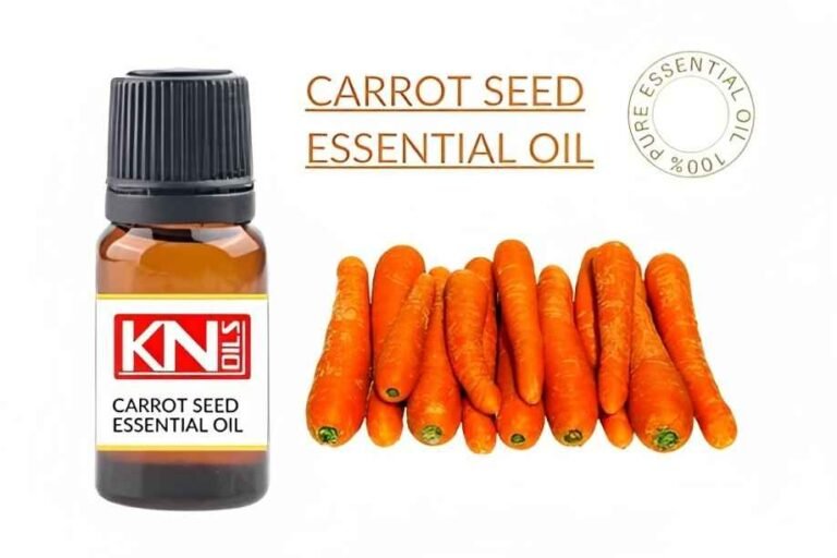 CARROT SEED ESSENTIAL OIL Buy 100 Pure Essential Oils (INDIA)