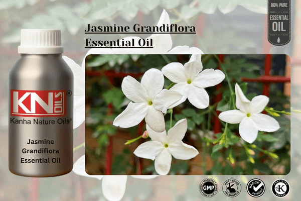 Jasmine Grandiflora Essential Oil