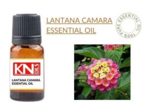 LANTANA CAMARA ESSENTIAL OIL