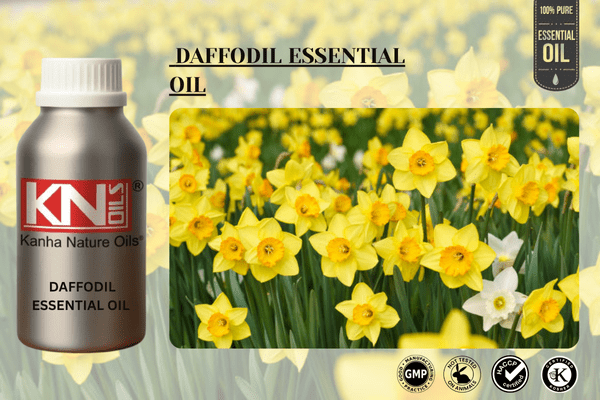 DAFFODIL ESSENTIAL OIL