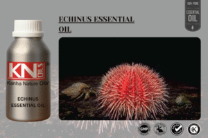 ECHINUS ESSENTIAL OIL