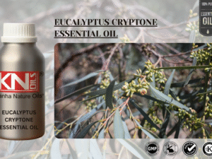 EUCALYPTUS CRYPTONE ESSENTIAL OIL