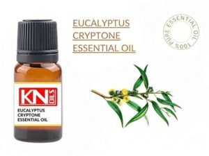 EUCALYPTUS CRYPTONE ESSENTIAL OIL