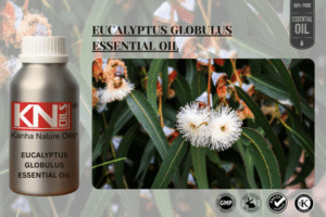 EUCALYPTUS GLOBULUS ESSENTIAL OIL