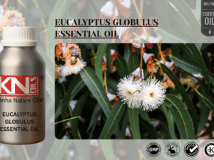 EUCALYPTUS GLOBULUS ESSENTIAL OIL