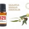 EUCALYPTUS GOLBULUS ESSENTIAL OIL