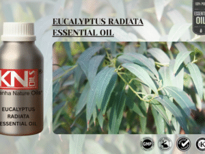 EUCALYPTUS RADIATA ESSENTIAL OIL