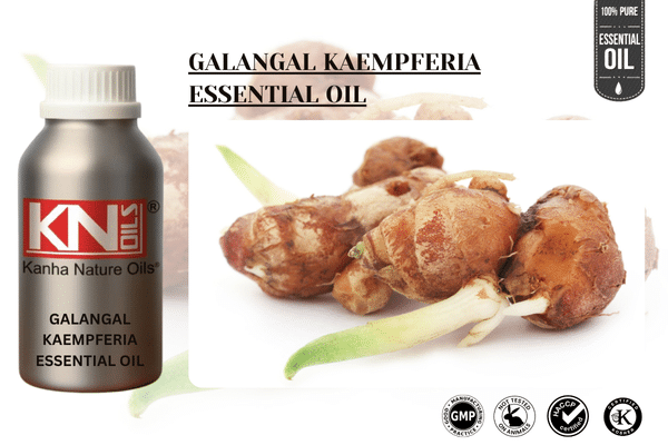 GALANGAL KAEMPFERIA ESSENTIAL OIL