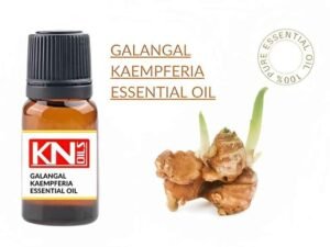 GALANGAL KAEMPFERIA ESSENTIAL OIL