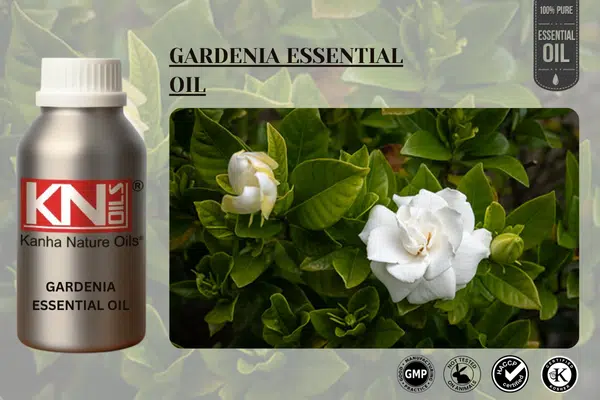 GARDENIA ESSENTIAL OIL