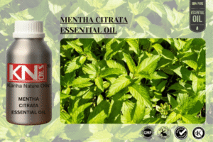 MENTHA CITRATA ESSENTIAL OIL