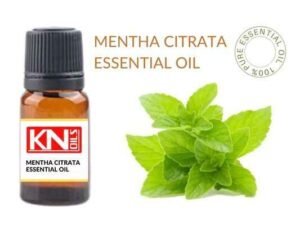 MENTHA CITRATA ESSENTIAL OIL