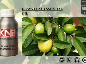 GUAVA LEAF ESSENTIAL OIL