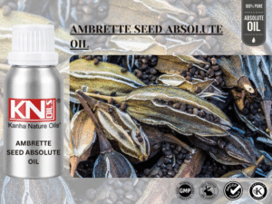 AMBRETTE SEED ABSOLUTE OIL