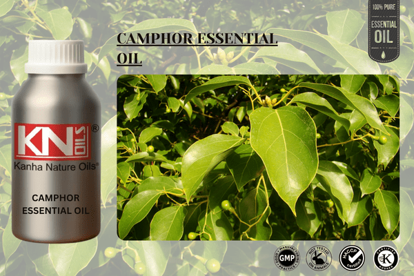 CAMPHOR ESSENTIAL OIL