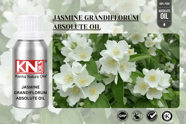 JASMINE GRANDIFLORUM ABSOLUTE OIL