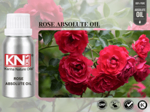 ROSE ABSOLUTE OIL