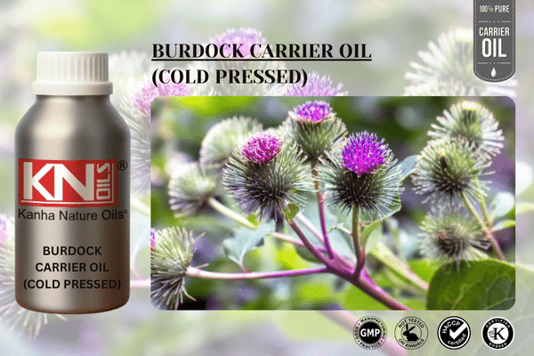 BURDOCK CARRIER OIL (COLD PRESSED)