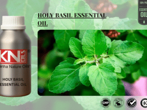HOLY BASIL ESSENTIAL OIL
