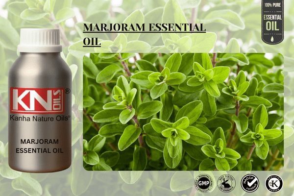 MARJORAM ESSENTIAL OIL