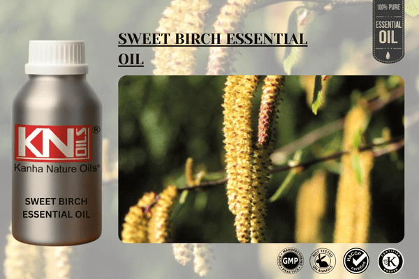 SWEET BIRCH ESSENTIAL OIL