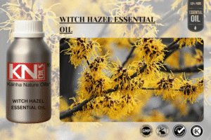 WITCH HAZEL ESSENTIAL OIL