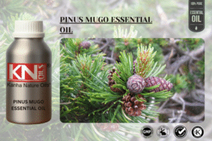 PINUS MUGO ESSENTIAL OIL