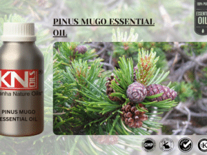 PINUS MUGO ESSENTIAL OIL