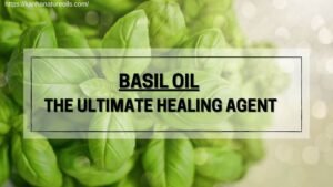 BASIL OIL THE ULTIMATE HEALING AGENT