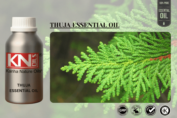 THUJA ESSENTIAL OIL