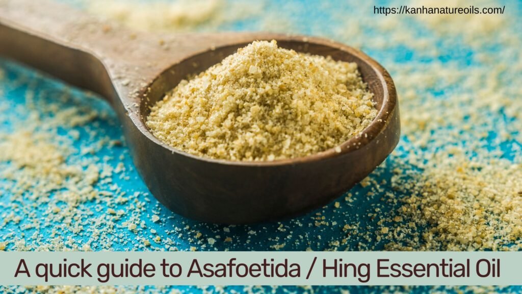 A quick guide to Asafoetida / Hing Essential Oil