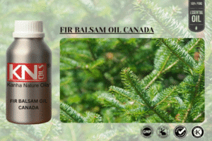 FIR BALSAM OIL CANADA