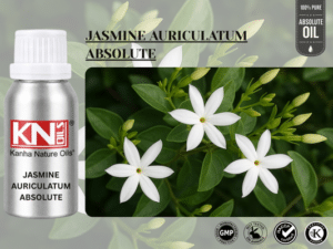 JASMINE AURICULATUM ABSOLUTE JASMINE AURICULATUM ABSOLUTE