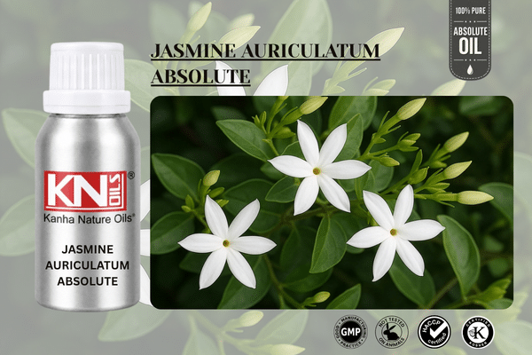 JASMINE AURICULATUM ABSOLUTE JASMINE AURICULATUM ABSOLUTE