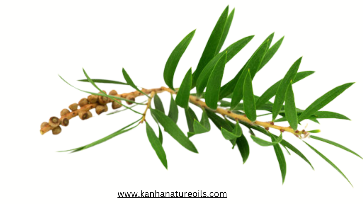Tea Tree Oil Plant