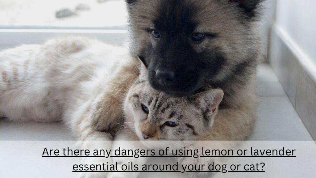 Are there any dangers of using lemon or lavender essential oils around your dog or cat?