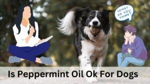 Is Peppermint Oil Ok For Dogs