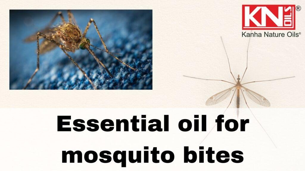 Essential oil for mosquito bites Kanha Nature Oils