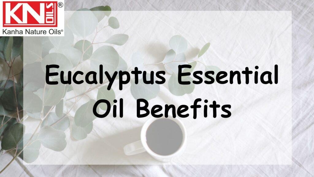 Eucalyptus essential oil benefits Kanha Nature Oils