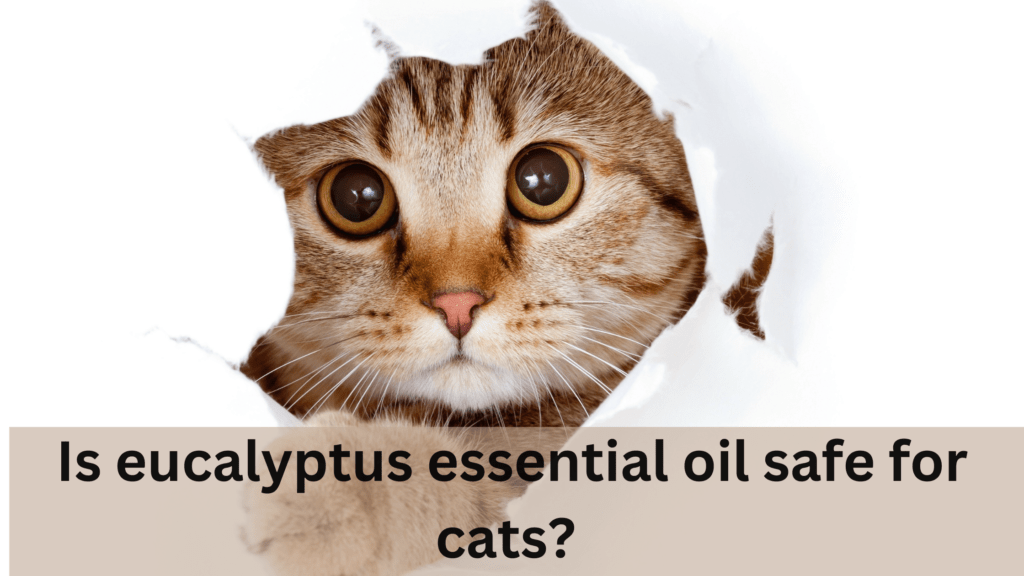 Is eucalyptus essential oil safe for cats KANHA NATURE OILS