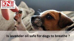 Is lavender oil safe for dogs to breathe ? Kanha Nature Oils