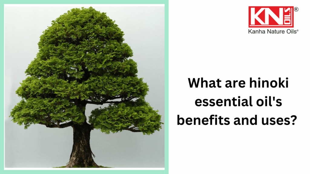 What are hinoki essential oil's benefits and uses? Kanha Nature Oils