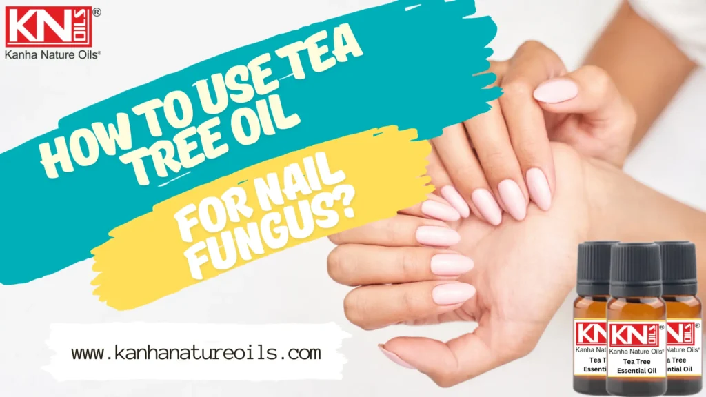 How to use tea tree oil for nail fungus ? Kanha Nature Oils