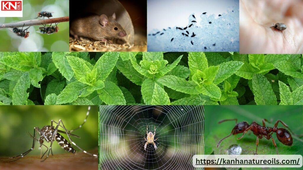 What bugs does peppermint oil ? Kanha Nature Oils