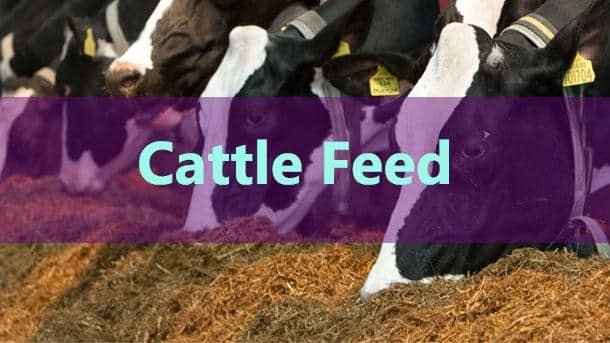 2Cattle-Feed
