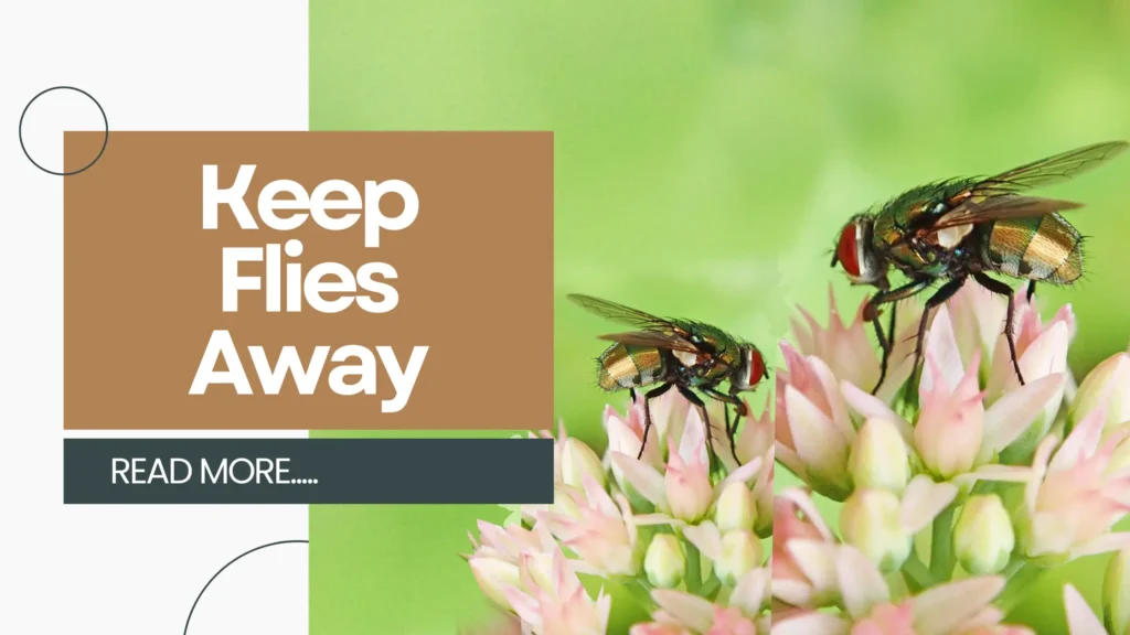 essential oils to keep flies away