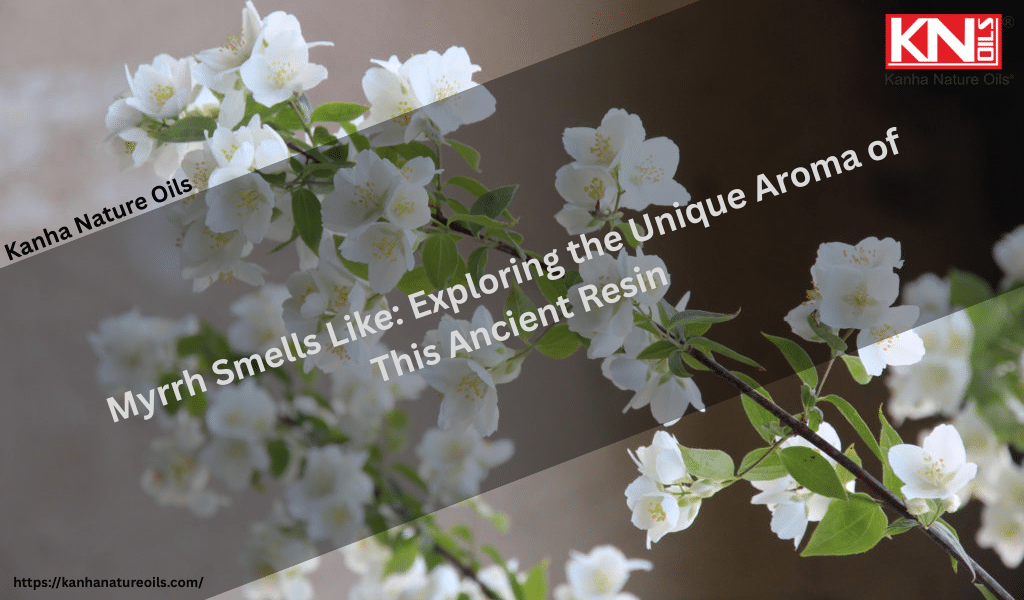 Myrrh Smells Like: Exploring the Unique Aroma of This Ancient Resin