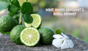 What Makes Bergamot’s Smell Unique?