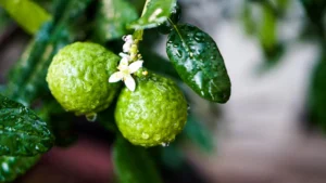 bergamot essential oil
