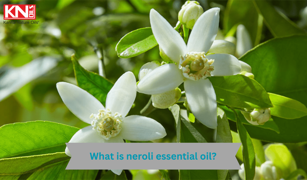 What is neroli essential oil?